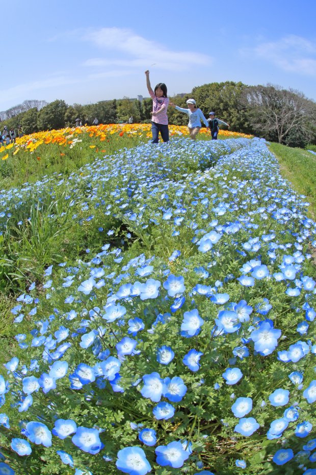 花咲く丘で 撮影地 万博記念公園 フォトギャラリー 大阪ミュージアム 大阪は まち全体がミュージアム