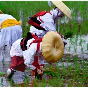 お田植（撮影地：住吉大社）