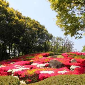 色鮮やかに染まる春（撮影地：錦織公園）